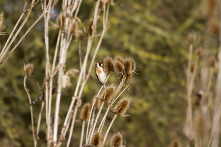 Goldfinch (Carduelis-carduelis) feeding on thistle seedの写真素材