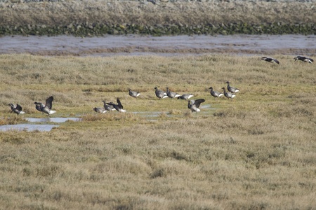 Brent Goose (Branta bernicla)  looking for food