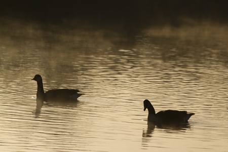 beautiful Goose Silhouette with Reflection at dawnの写真素材