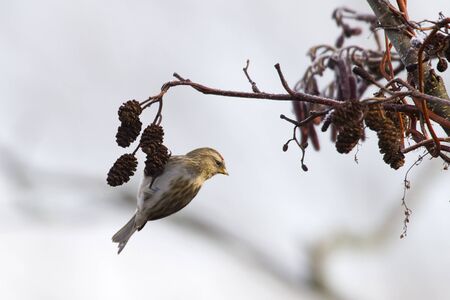 Redpoll (Carduelis flammea) hanging from a tree branchの写真素材