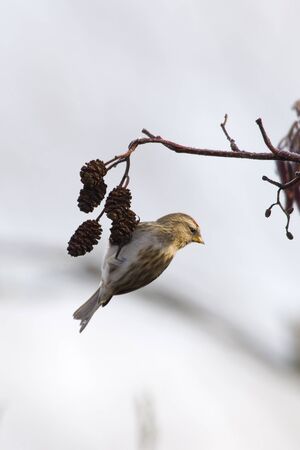Redpoll (Carduelis flammea) hanging from a tree branchの写真素材