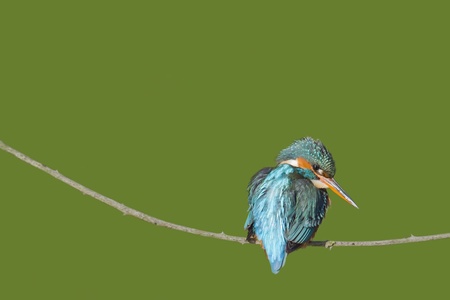 Kingfisher (Alcedo atthis) perched on a branch