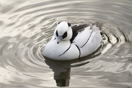 smew duck on the lake resting closeup
