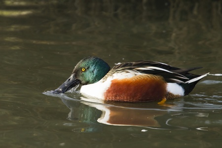 Shoveler ( Anas clypeata) swimming on the lakeの写真素材