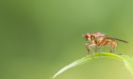 Fly on a leaf closeup macro shotの写真素材
