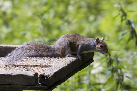 Squirrel on top of a bird table