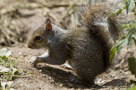 Squirrel on the ground looking for food