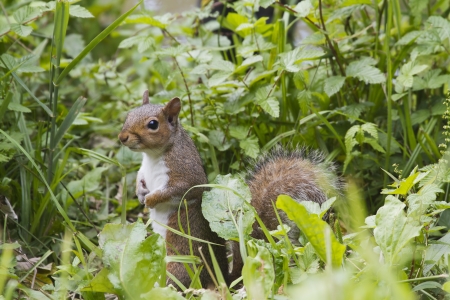 Squirrel on the ground looking for foodの写真素材