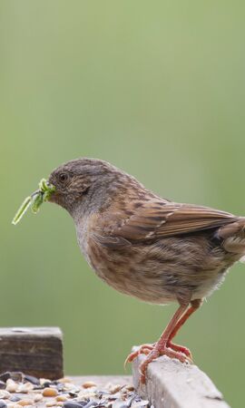 Dunnock (Prunella modularis) feeding on a bird tableの写真素材