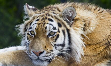 Tiger laid down resting on a log