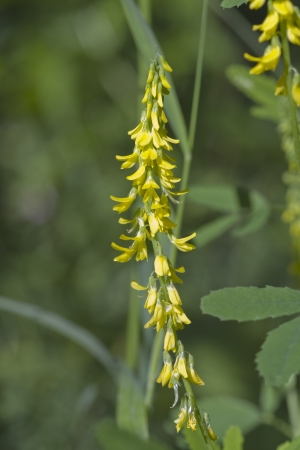 Ribbed Melilot  (Melilotus officinalis) wild flower found in Englandの写真素材