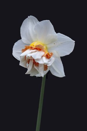 Daffodil closeup isolated on a black backgroundの写真素材