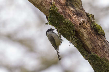 Willow Tit  (Poecile montanus) on a treeの写真素材