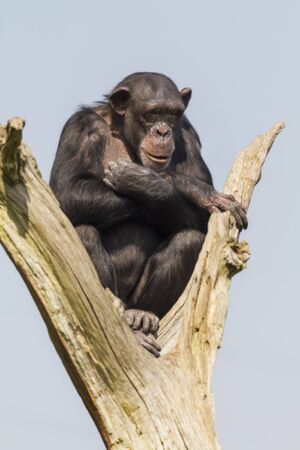 Chimpanzee sitting in a tree  with blue sky backgroundの写真素材