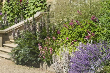 A beautiful close-up shot of a herbaceous flower bed