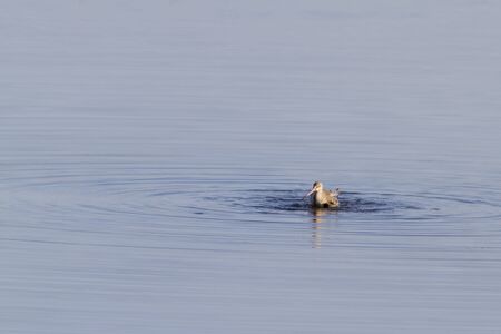 Godwit swimming  in the water close upの写真素材