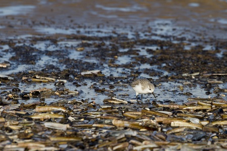 Sanderling (Calidris alba) looking for food on the coast