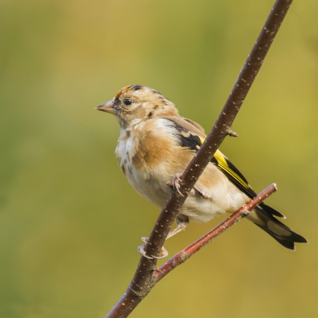 Goldfinch (Carduelis-carduelis) perched on a branchの写真素材
