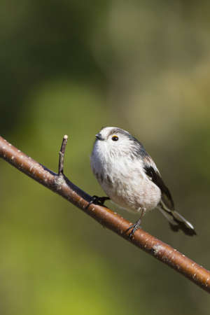 Long Tailed Tit  (Aegithalos caudatus) perched on a branchの写真素材