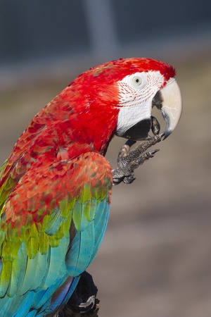 A beautiful Scarlet macaw perched on a branchの写真素材