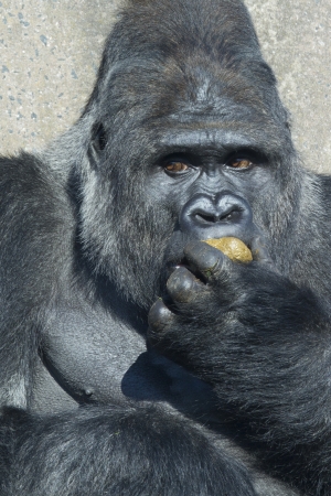 A big silverback  gorilla eating his own excrementの写真素材