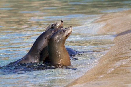 Sea Lion relaxing in the water closeupの写真素材