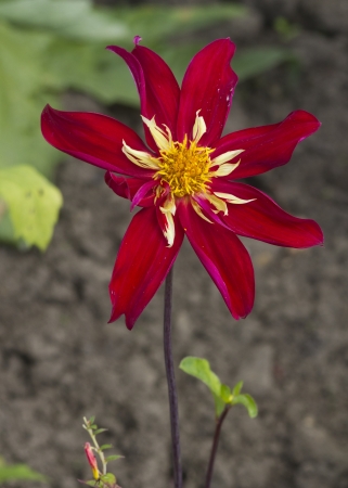 A beautiful red Dahlia  flower close upの写真素材