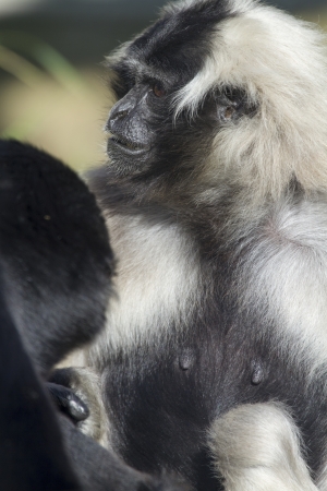 Closeup of this black and white Gibbonの写真素材