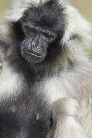 Closeup of this black and white Gibbonの写真素材