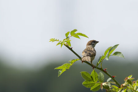Tree Sparrow perched in a rose bushの写真素材