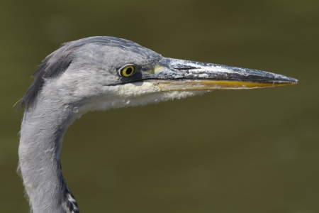 Grey Heron (Ardea cinerea) closeup with green backgroundの写真素材
