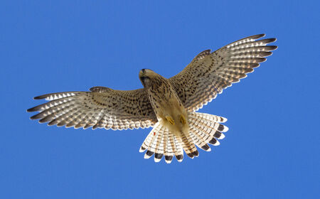 Kestrel in flight with a blue skyの写真素材