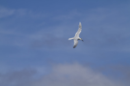 Sandwich Tern (Thalasseus sandvicensis ) in flight