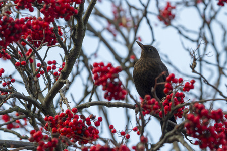 Blackbird  perched on a branch with red berrysの写真素材