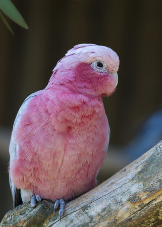 Galah - Rose-breasted Cockatoo perched on a branchの写真素材