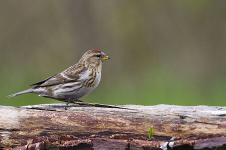 Redpoll (Carduelis flammea)  closeup on a branchの写真素材