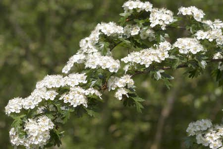 Blossoms of Hawthorn  (Crataegus monogyna) の写真素材