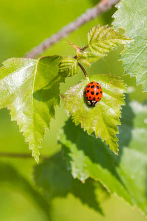 ladybird on a leaf close upの写真素材