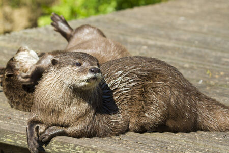 Otter( Lutra lutra) laying in the sunの写真素材
