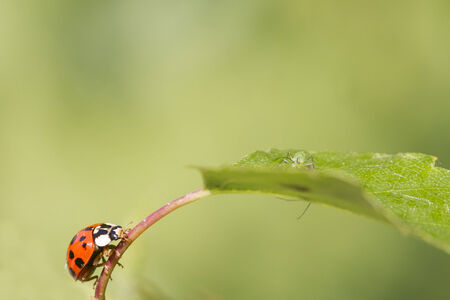 ladybird on a leaf close upの写真素材