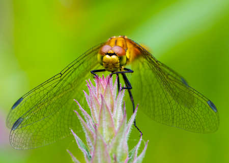Dragonfly on a grass stem