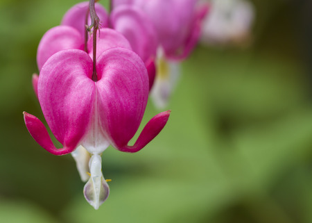 Bleeding Heart flower (Dicentra spectabilis)の写真素材