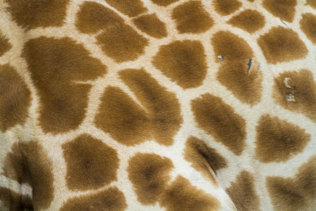 Giraffe skin pattern close upの写真素材