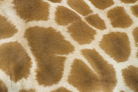 Giraffe skin pattern close upの写真素材