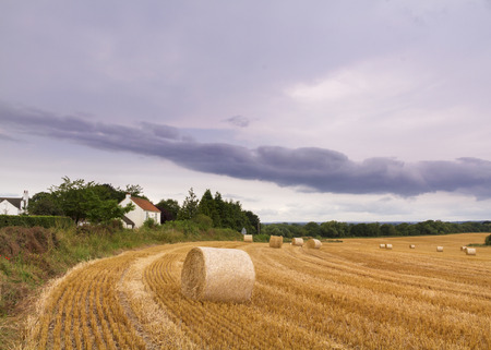 Straw bales in a farm field