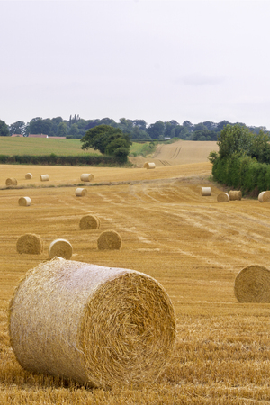 Straw bales in a farm fieldの写真素材