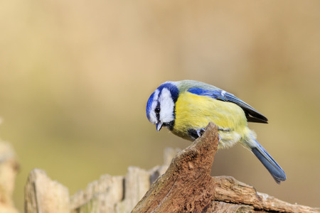 Blue Tit (Parus caeruleus) perched on a branchの写真素材