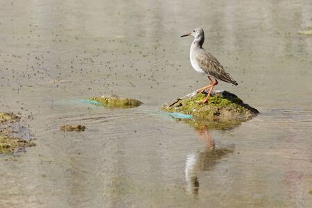 redshank (Tringa totanus) looking for a mealの写真素材