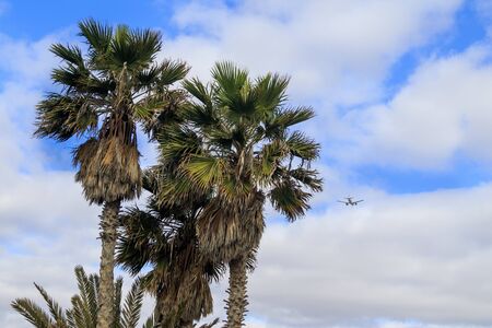 airplane flying over tropical palm treesの写真素材