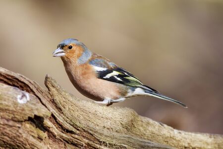 Chaffinch (Fringilla coeleb) perched on a branchの写真素材